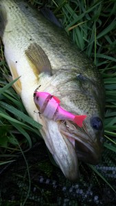 o0800142213413623274 (1)