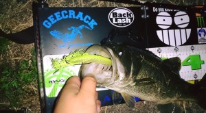 o0800044013452635869