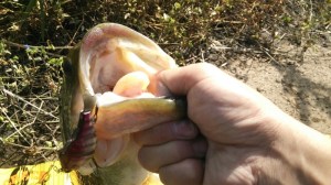 o0800045013443860304