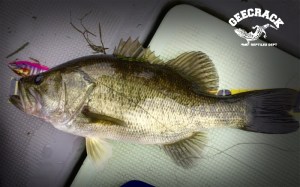 o0800049913450777875