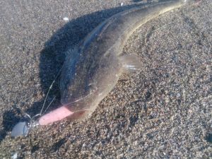 o0800060013445740423