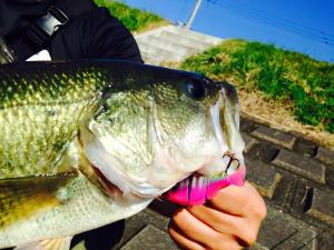 12191797_1033665290018593_8791869857154733856_n