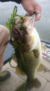 12196055_720833808049123_772372475706069847_n