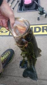 12208294_720833828049121_1321812124827717922_n