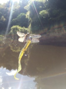 o0480064013470979852