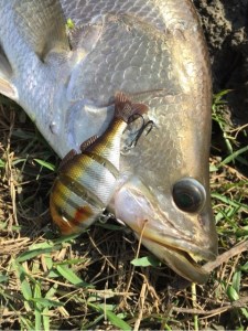 o0480064113513419545