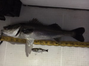 o0480036013586684765