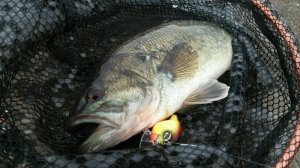 o0800045013615473963