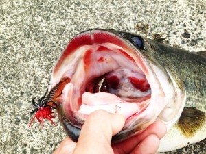 o0800060013616988146