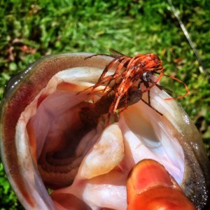 o0800080013621727216