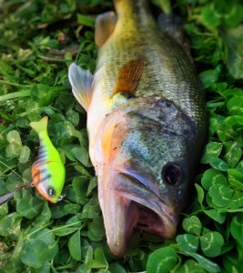 o0800090013630451855