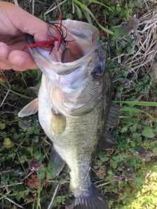 o0800106713616988330