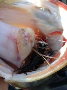 o0800107113614759848