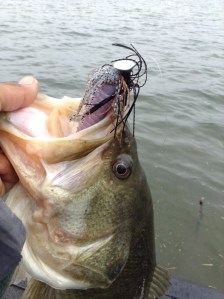 o0800107113614759936