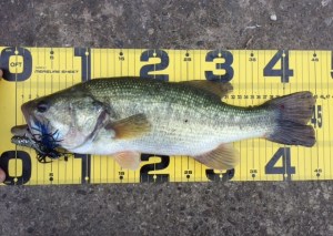 o0640045613649087740