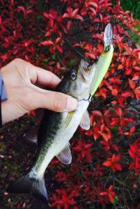 o0642096013643351870