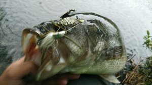 o0800045013638903261