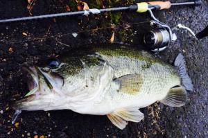 o0800053213643351843