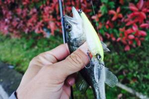 o0800053513643351865