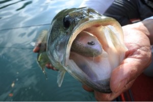 o0480032113659689339