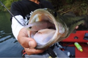 o0480032113659689400