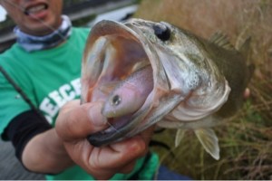 o0480032113665992193