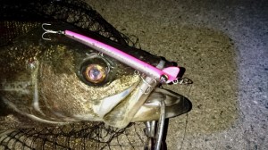 o0800045013670653074