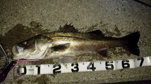 o0800045013670653075