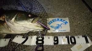 o0800045013673405488