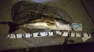 o0800045013673405489