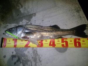 o0800060013672492317