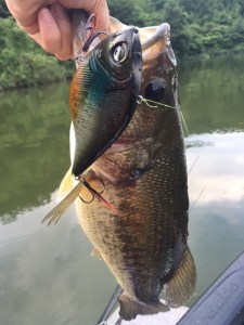 o0480064013691513227