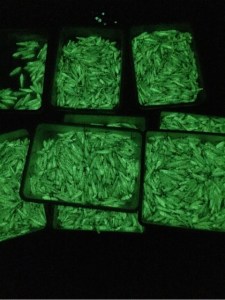 o0480064113698098671