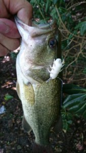 o0220039113733651364