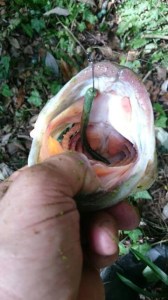 o0360064013742490216