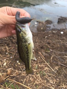 o0480064013742387866