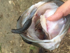 o0640048013742387865