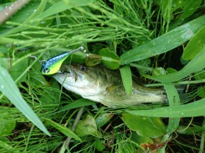 o0815061113742477085