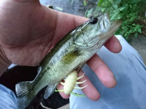 o0917068713741042790