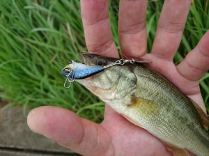 o0917068713742477086