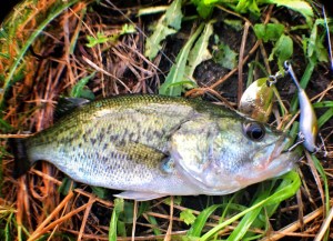 o1572114213744743117