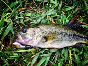 o2016151213751193643