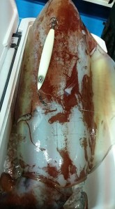 o0396072013763113970