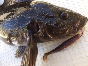 o0480036013775880286