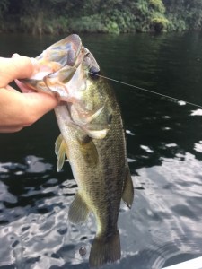 o0480064013765239017