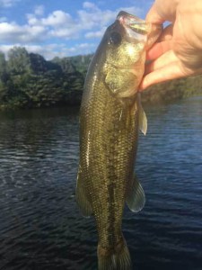 o0480064013769343916