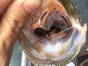 o0640048013765239015