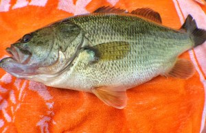 o1388090013761376495