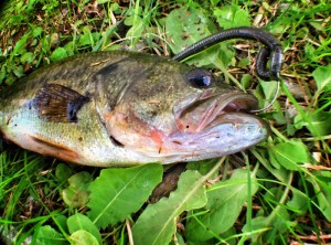 o1494110613770160464