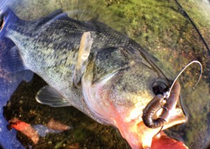 o1550110413770160465